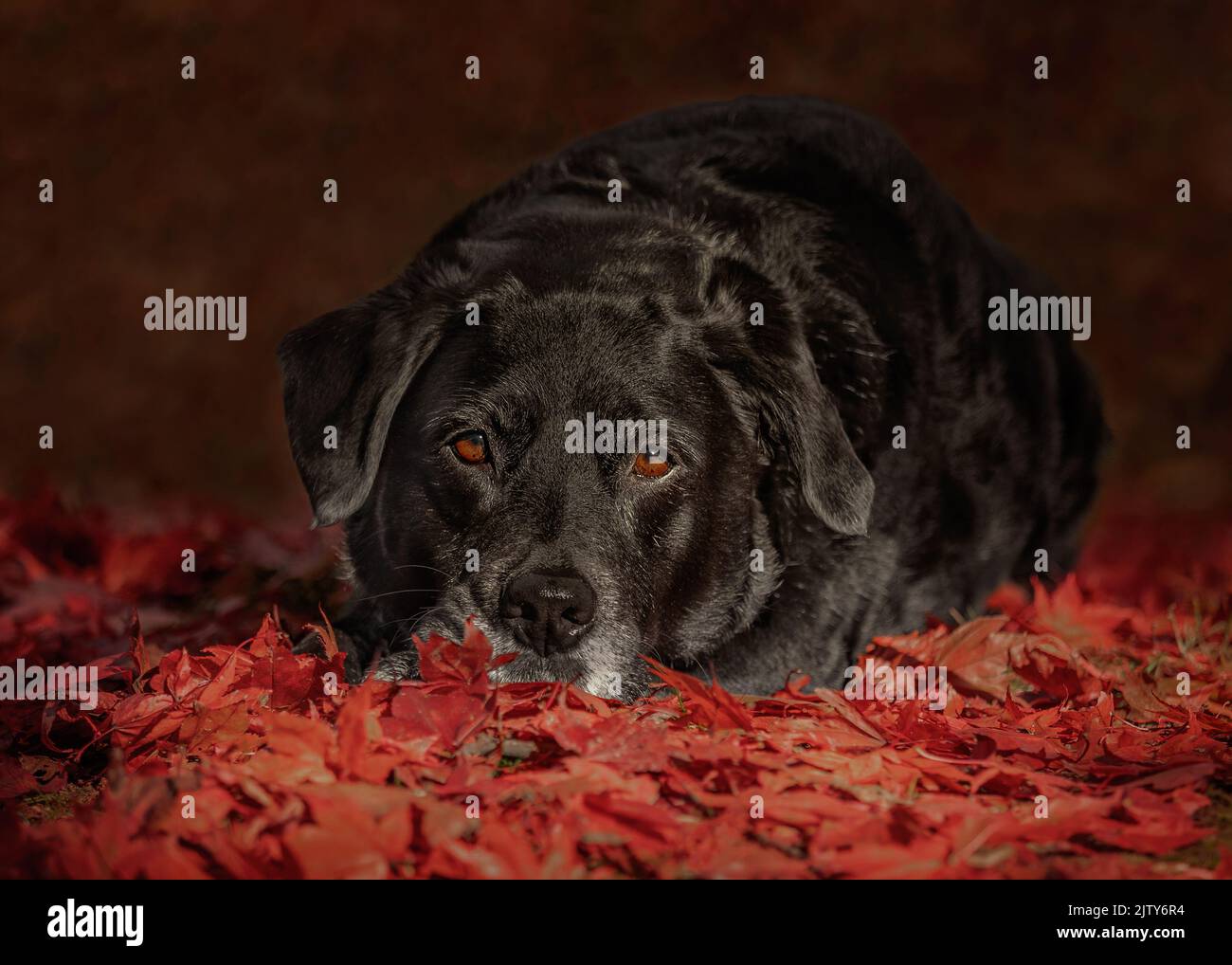 Black Labrador Stock Photo