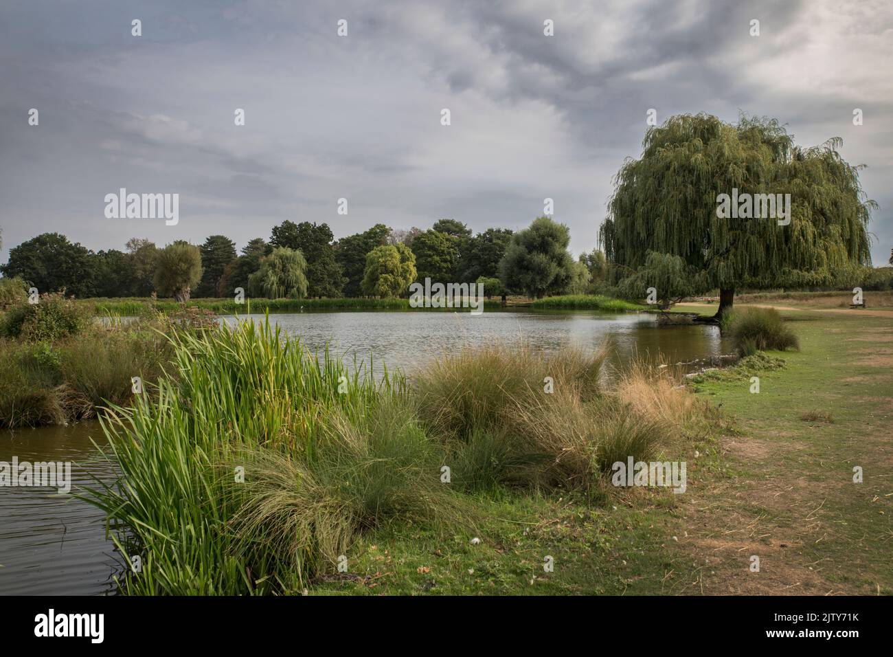 Bushy Park at start of autumn after long hot summer 2022 Stock Photo