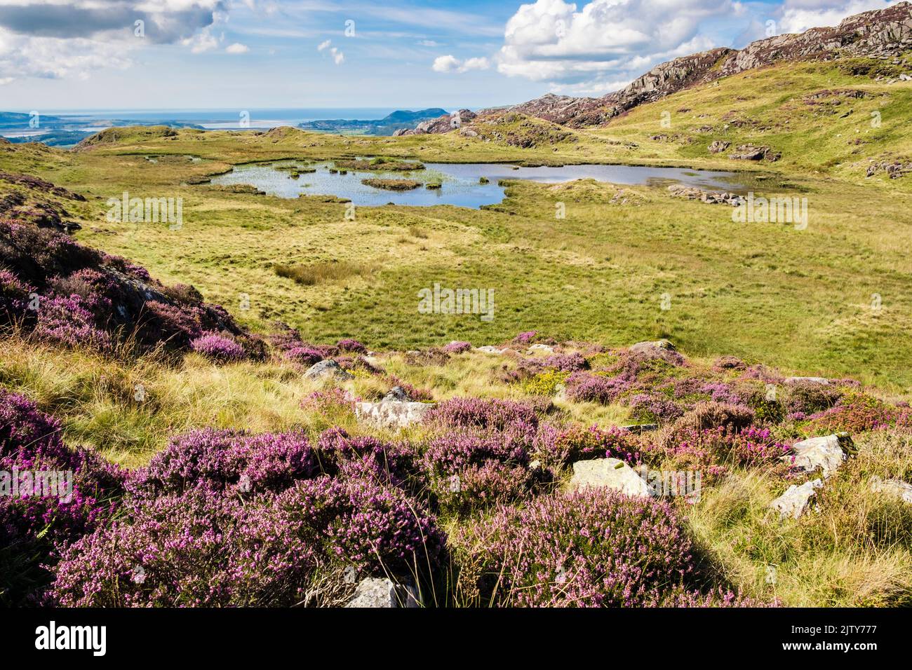View to the coast across small lake on lower slopes of Cnicht in Snowdonia National Park in summer. Beddgelert, Gwynedd, north Wales, UK, Britain Stock Photo