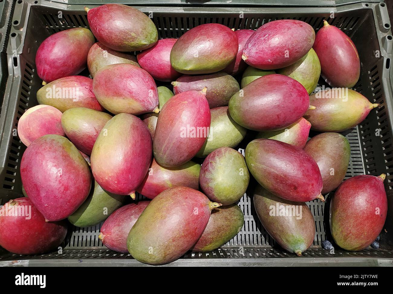Mango fruits in the Riga supermarket Stock Photo Alamy