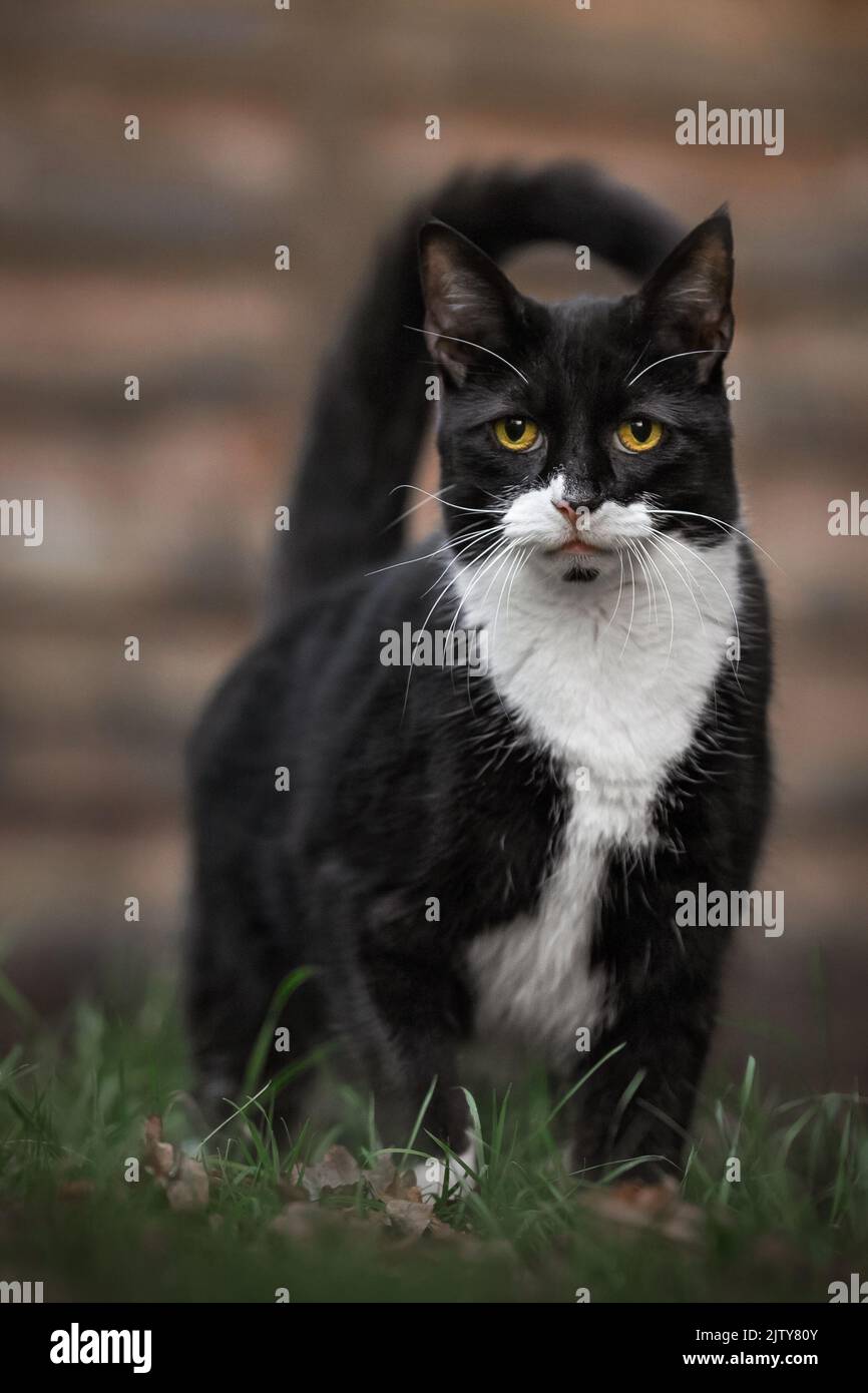 Cat Stock Photo