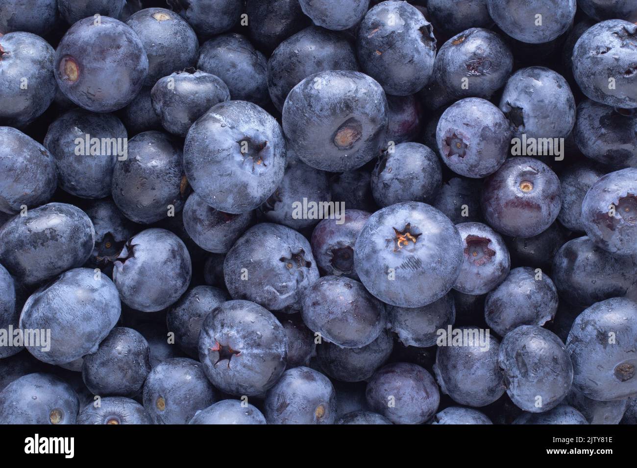 Closeup view of fresh blueberries Stock Photo