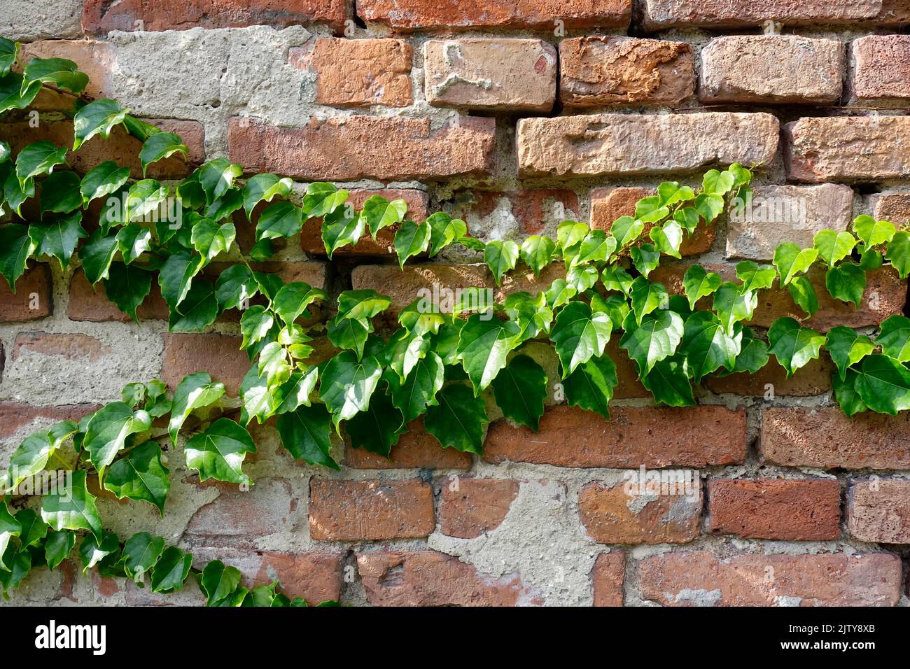 Ivy damage to walls hires stock photography and images Alamy