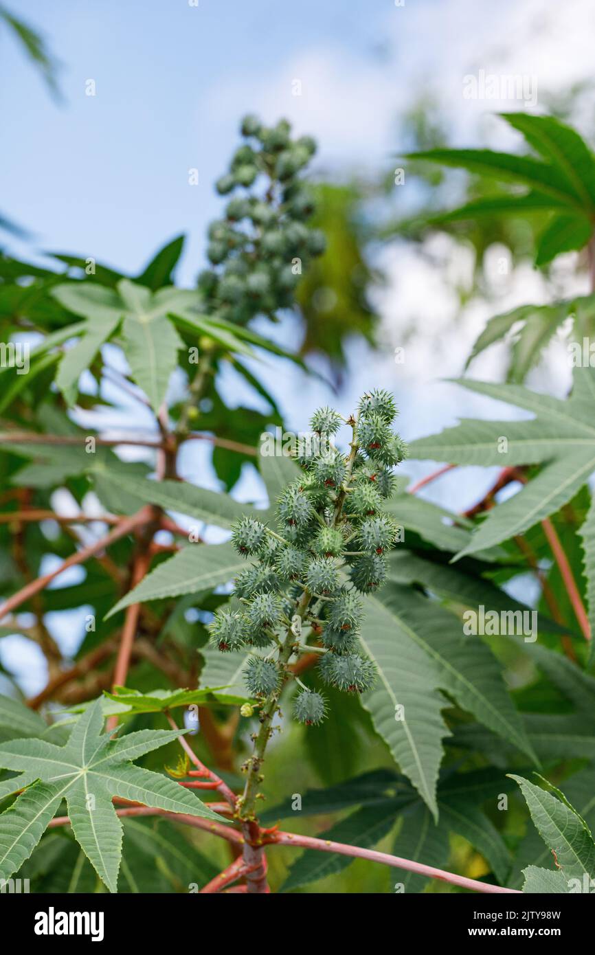 Ricinus communis, the castor bean or castor oil plant, is a species of