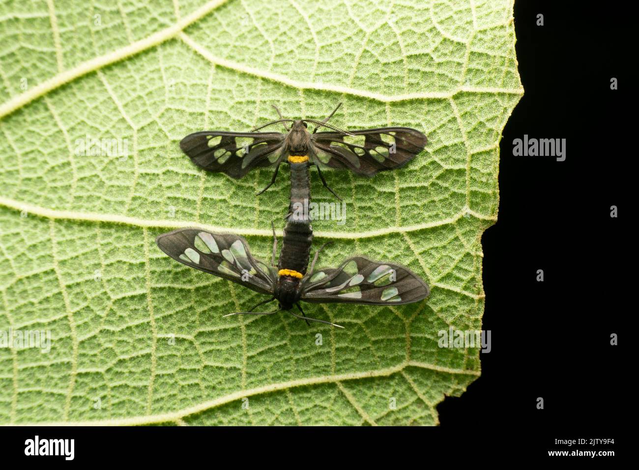 Wasp mimic moth species, Satara, Maharashtra, India Stock Photo