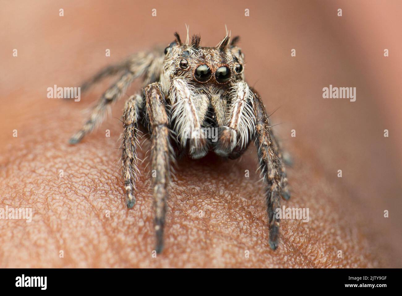 Jumping spider species, Satara, Maharashtra, India Stock Photo Alamy