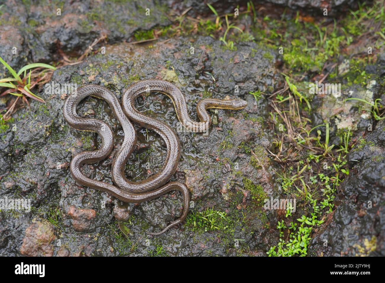 Olive green forest snake, Rhabdops aquaticus endemic to western ghats, Satara, Maharashtra, India Stock Photo