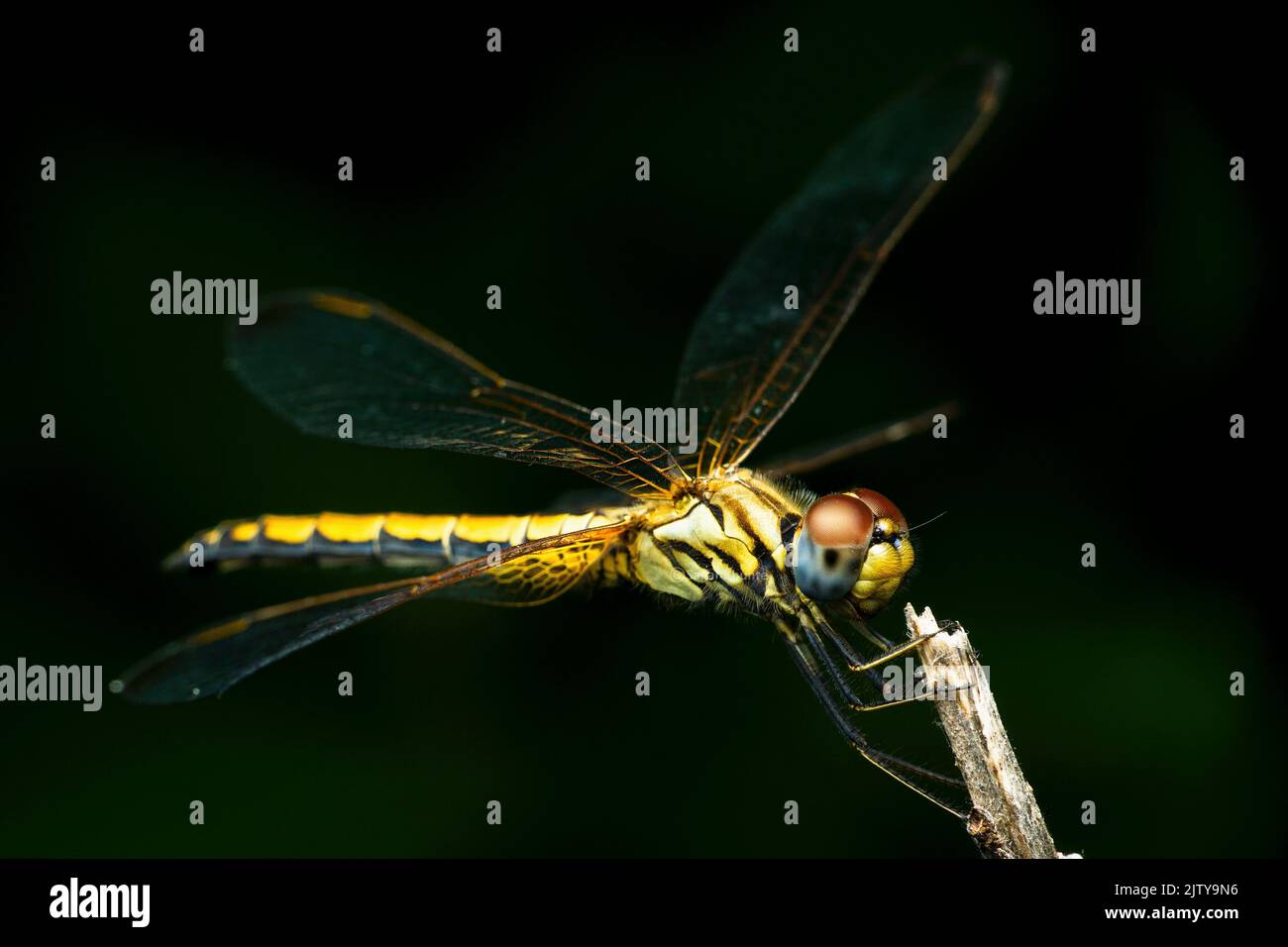 Yellow skimmer dragonfly, Pantala flavescens, Satara, Maharashtra
