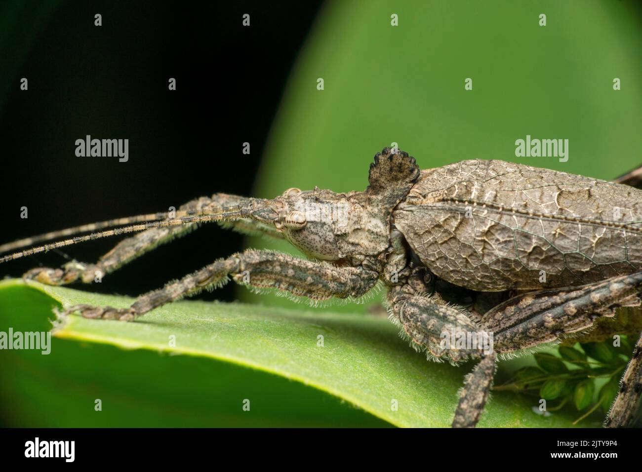 Grey leaf katydid cricket insect, Tettigonia species, Satara ...