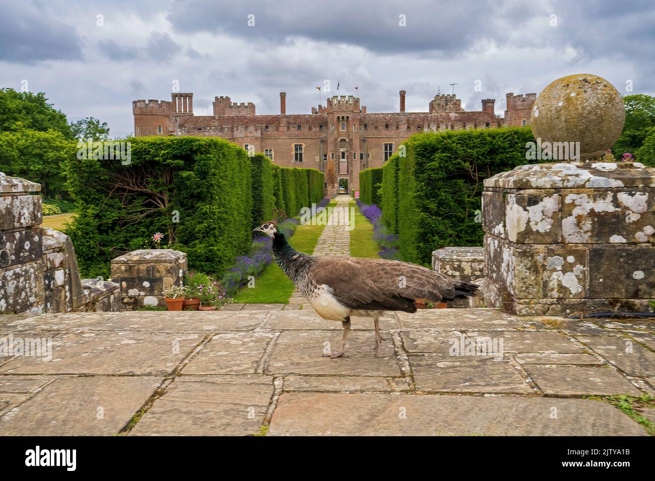 A Peahen roams around the grounds of Herstmonceux Castle, Herstmonceux, East Sussex, England, Uk Stock Photo