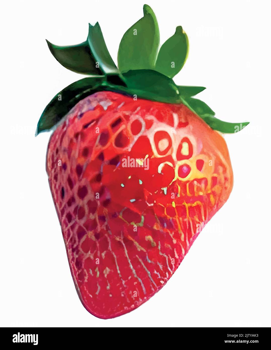 A closeup of a strawberry vector illustration isolated on a white ...