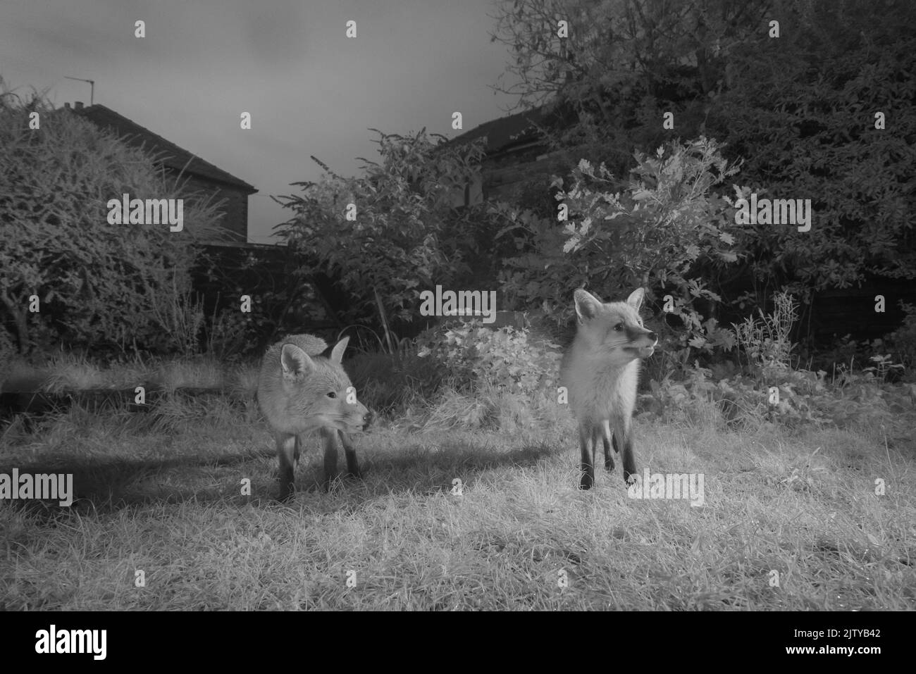 Red foxes (Vulpes vulpes) in urban garden, Greater Manchester. November. Photographed with infra-red converted camera trap. Stock Photo