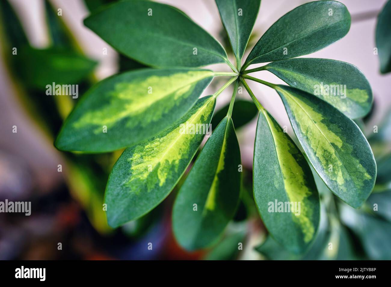 Plant dwarf umbrella tree schefflera actinophylla variegata kept indoors as house gardening concept Stock Photo