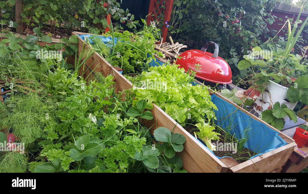 growing your own food in raised beds on a patio during lockdown covid 19 2020 northern ireland uk Stock Photo