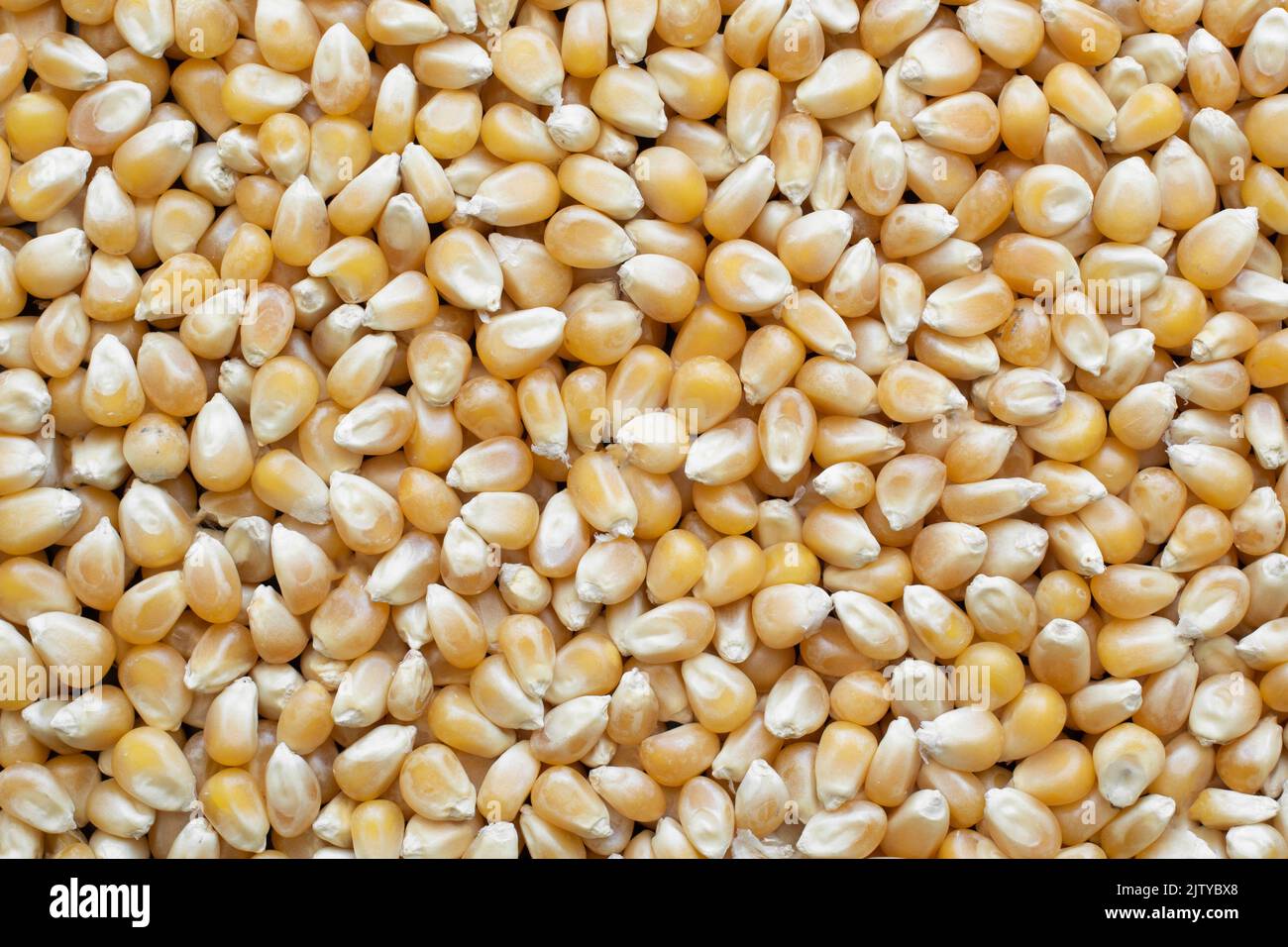 Unpopped popcorn kernels filling the frame Stock Photo