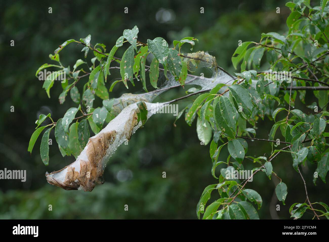 Destructive webworm nest in tree Stock Photo