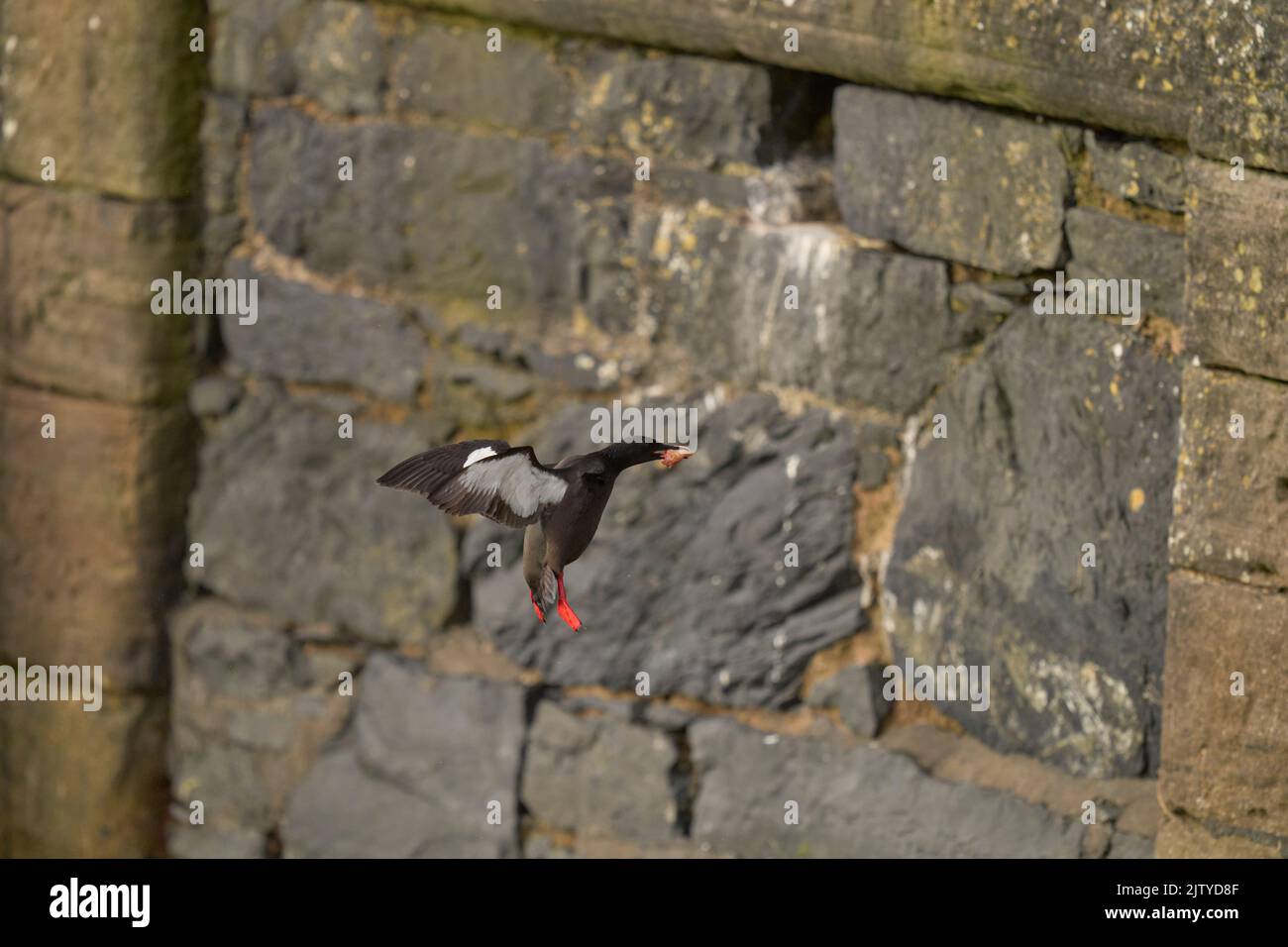 Black guillemot (Cepphus grylle). Portpatrick, Dumfries and Galloway, Scotland. July 2022. Adult flying to nest in harbour wall with fish for chicks. Stock Photo