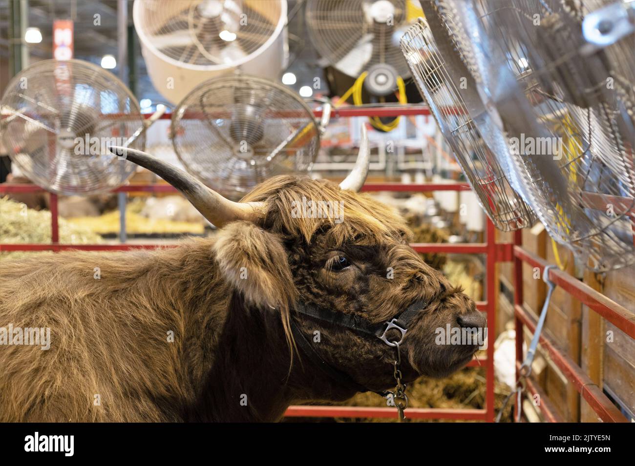 A Scottish Highland cow being cooled off with fans at the Minnesota