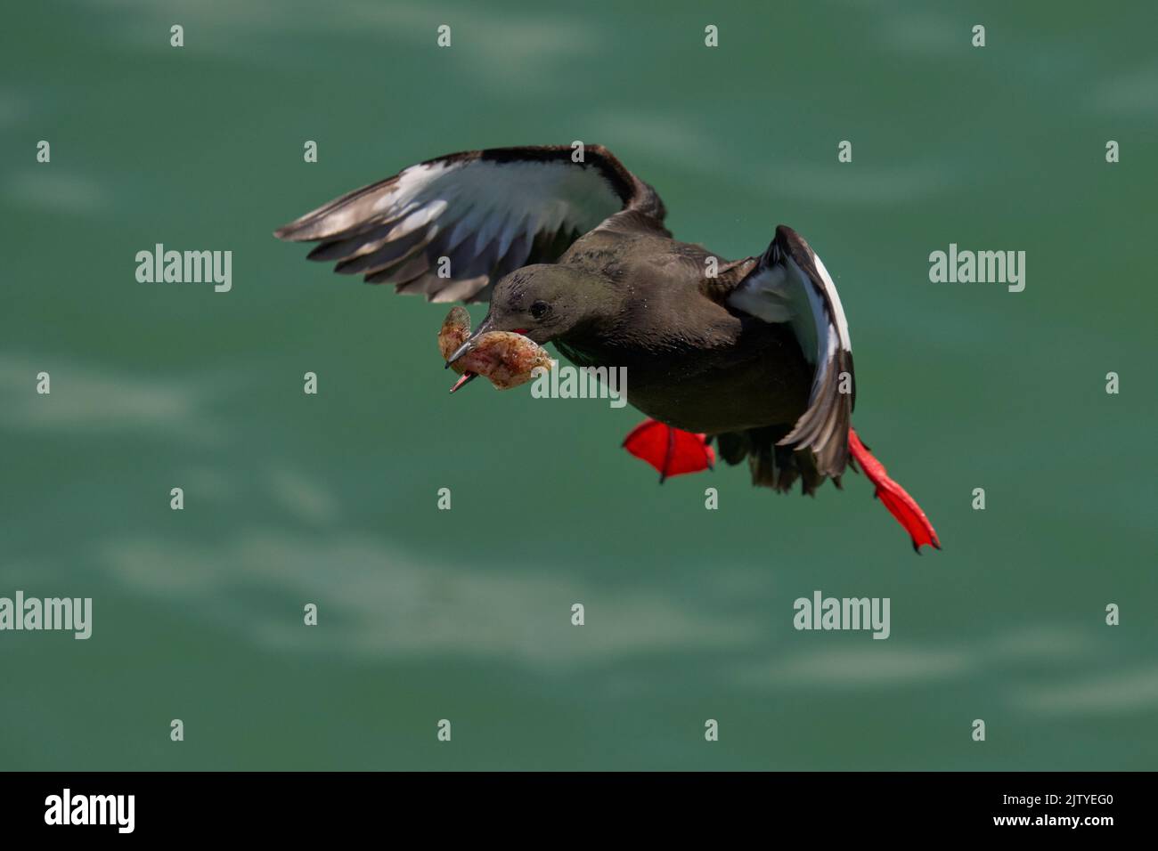 Black guillemot (Cepphus grylle). Portpatrick, Dumfries and Galloway, Scotland. July 2022. Adult flying to nest in harbour wall with fish for chicks. Stock Photo