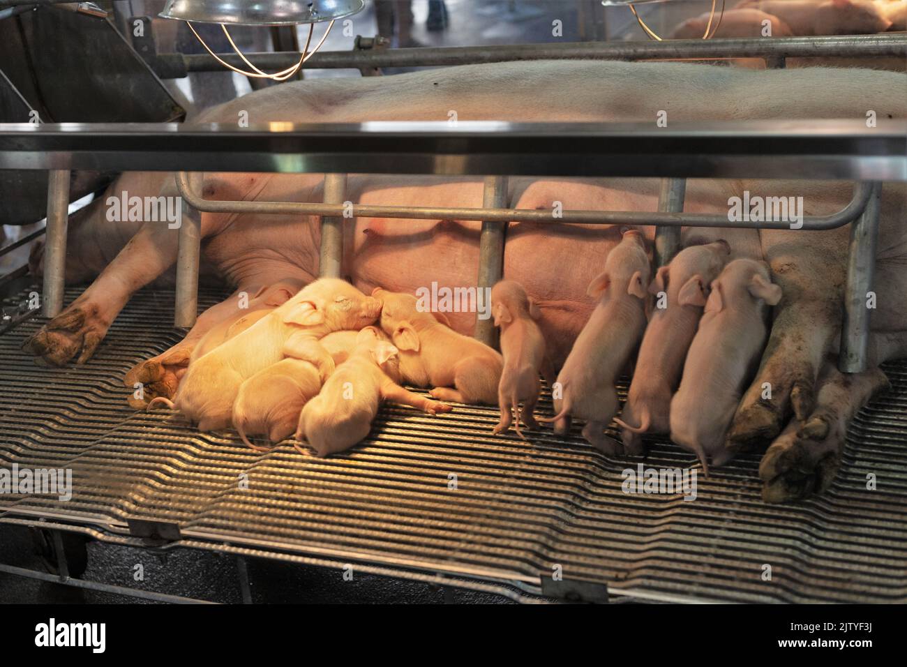 Sow and piglets in a gestation crate at the Minnesota State Fair in St. Paul, Minnesota. Stock Photo