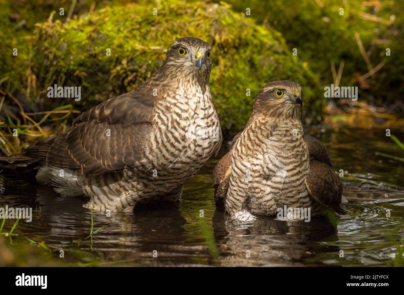 sparrowhawks bathing Stock Photo