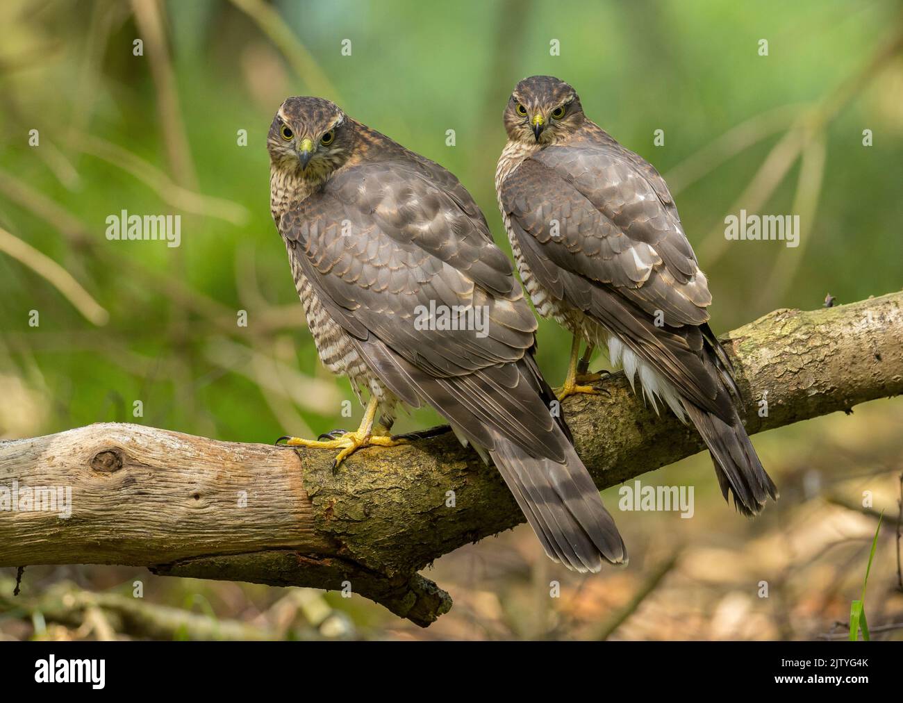 two juvenile sparrowhawks Stock Photo