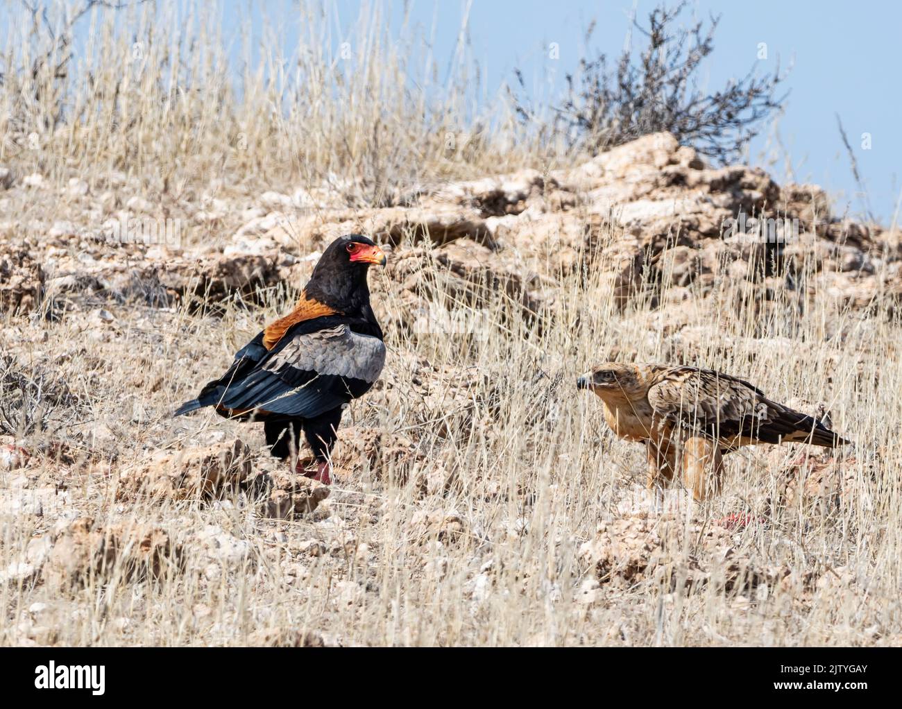 Springbok wing hi-res stock photography and images - Alamy