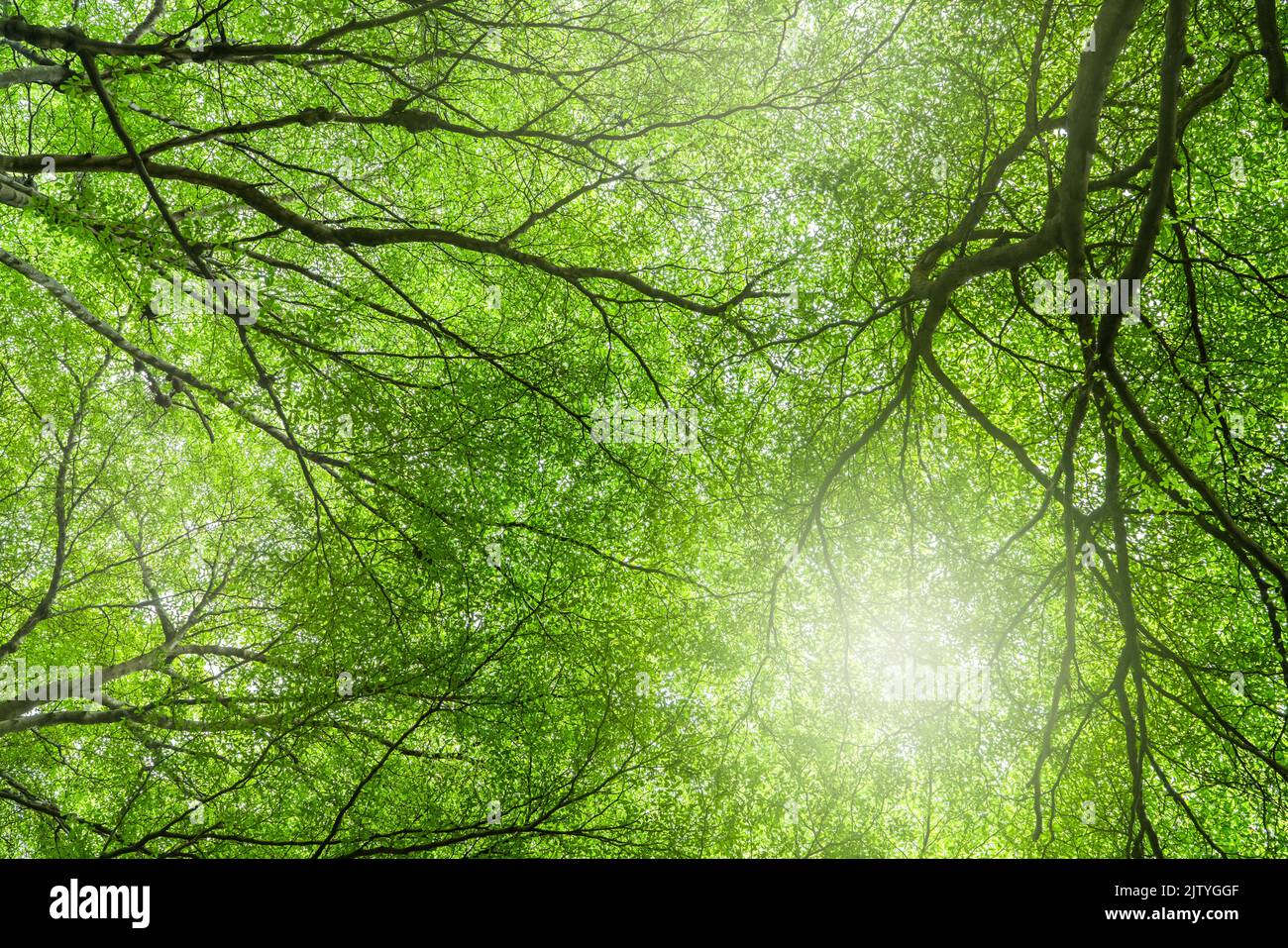 Bottom view of tree with green leaves and branches in tropical forest