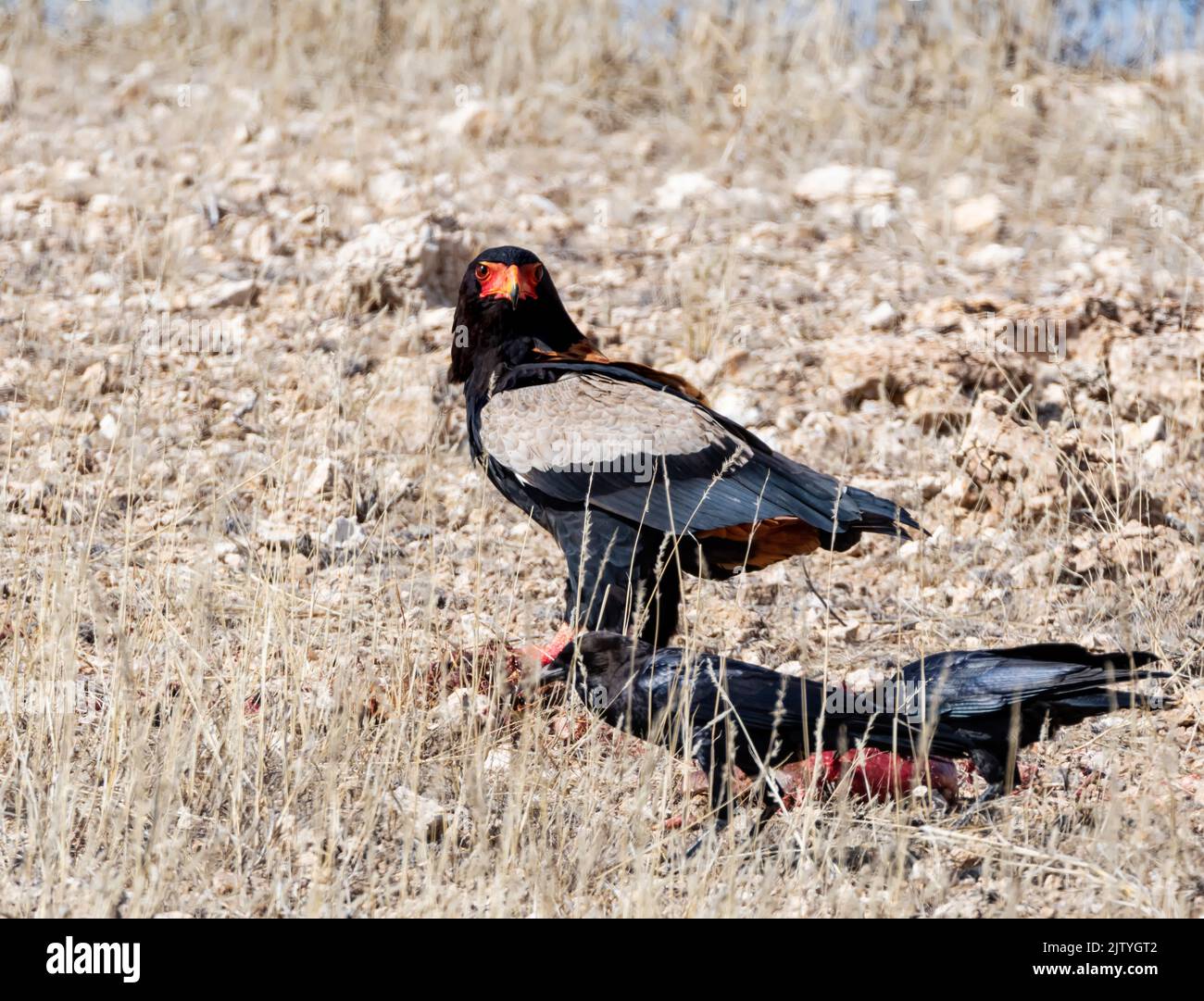 A Bateleur Eagle and Crow with remnants of a Springbok that had been ...