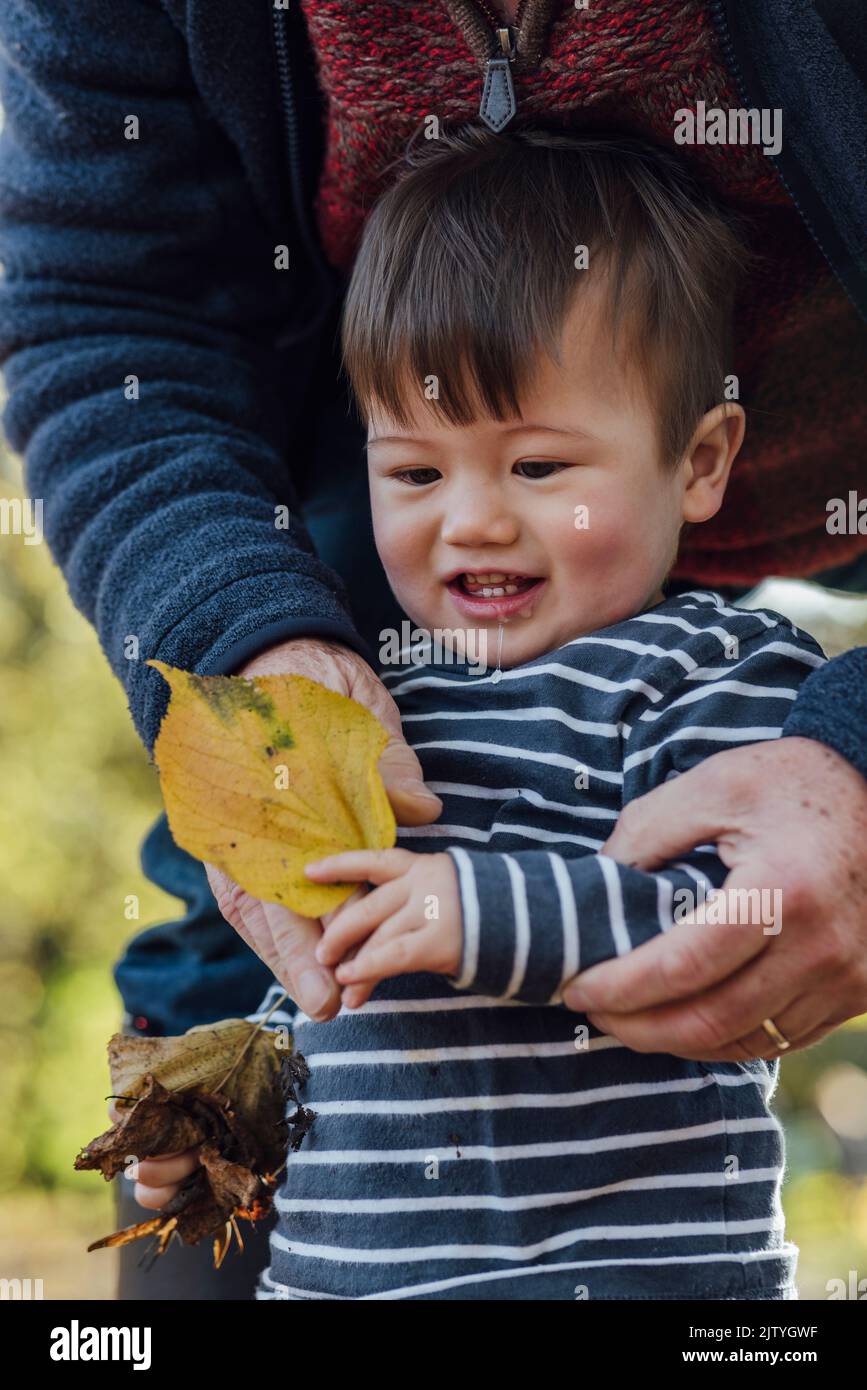 A young mixed race baby standing outdoors in nature in Northumberland, North East England and playing with a leaf in Autumn. An unrecognisable man has Stock Photo