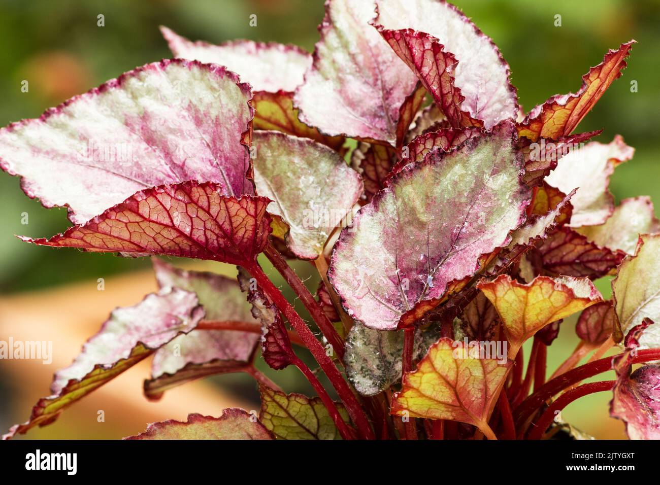 Begonia plant on natutal background Stock Photo