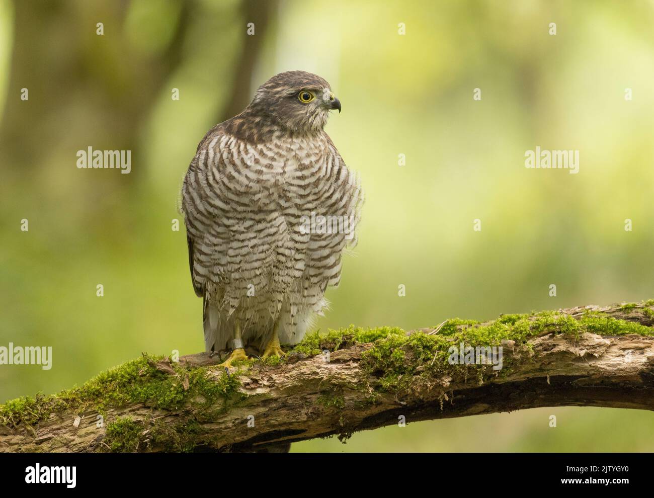 Sparrowhawk juvenile Stock Photo