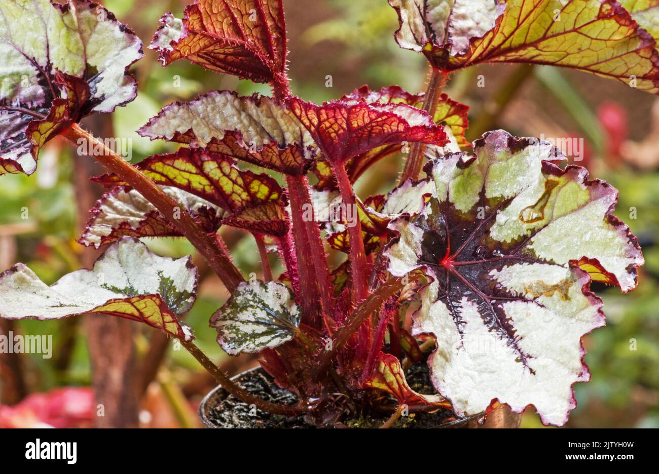 Begonia Rex on natural background Stock Photo