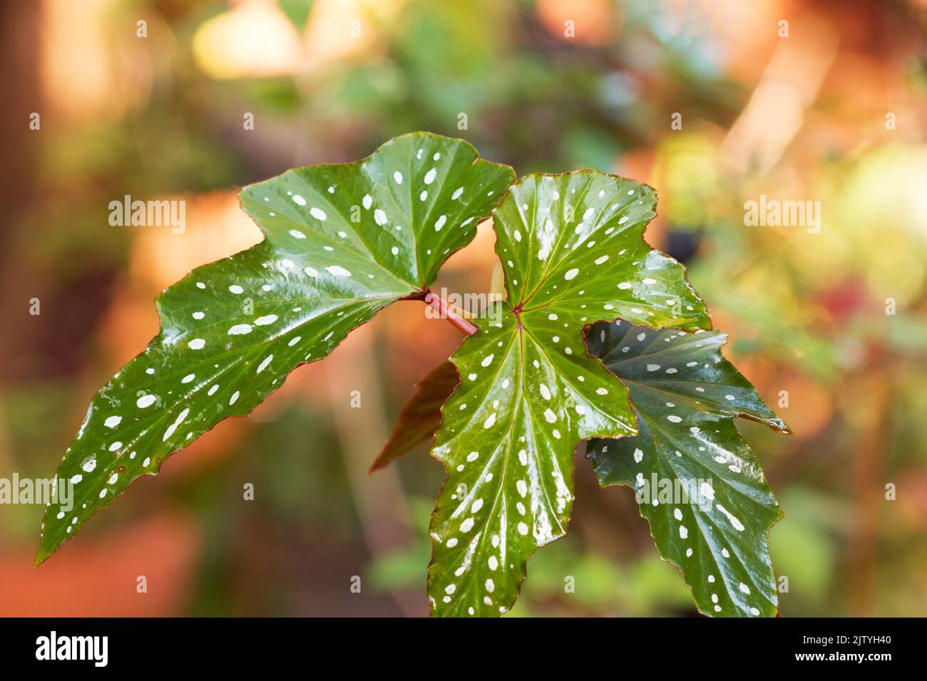 Angelwing begonia Stock Photo