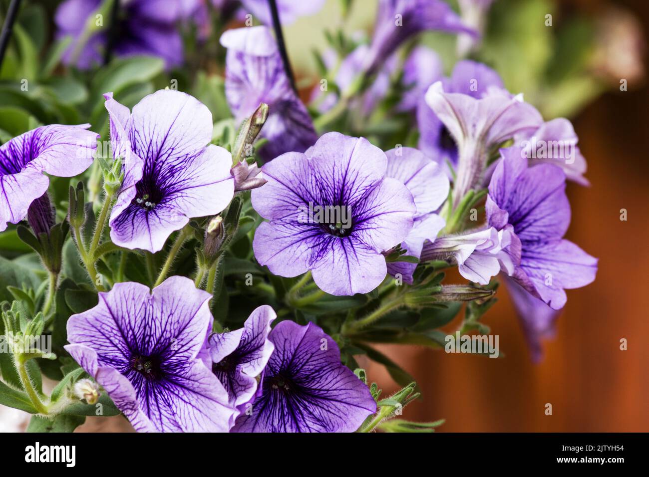 Hybrid of petunia hi res stock photography and images Alamy