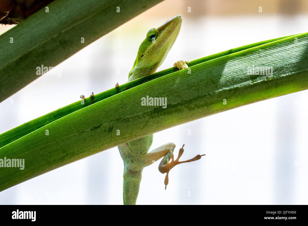 A lizard having on a plant Stock Photo Alamy
