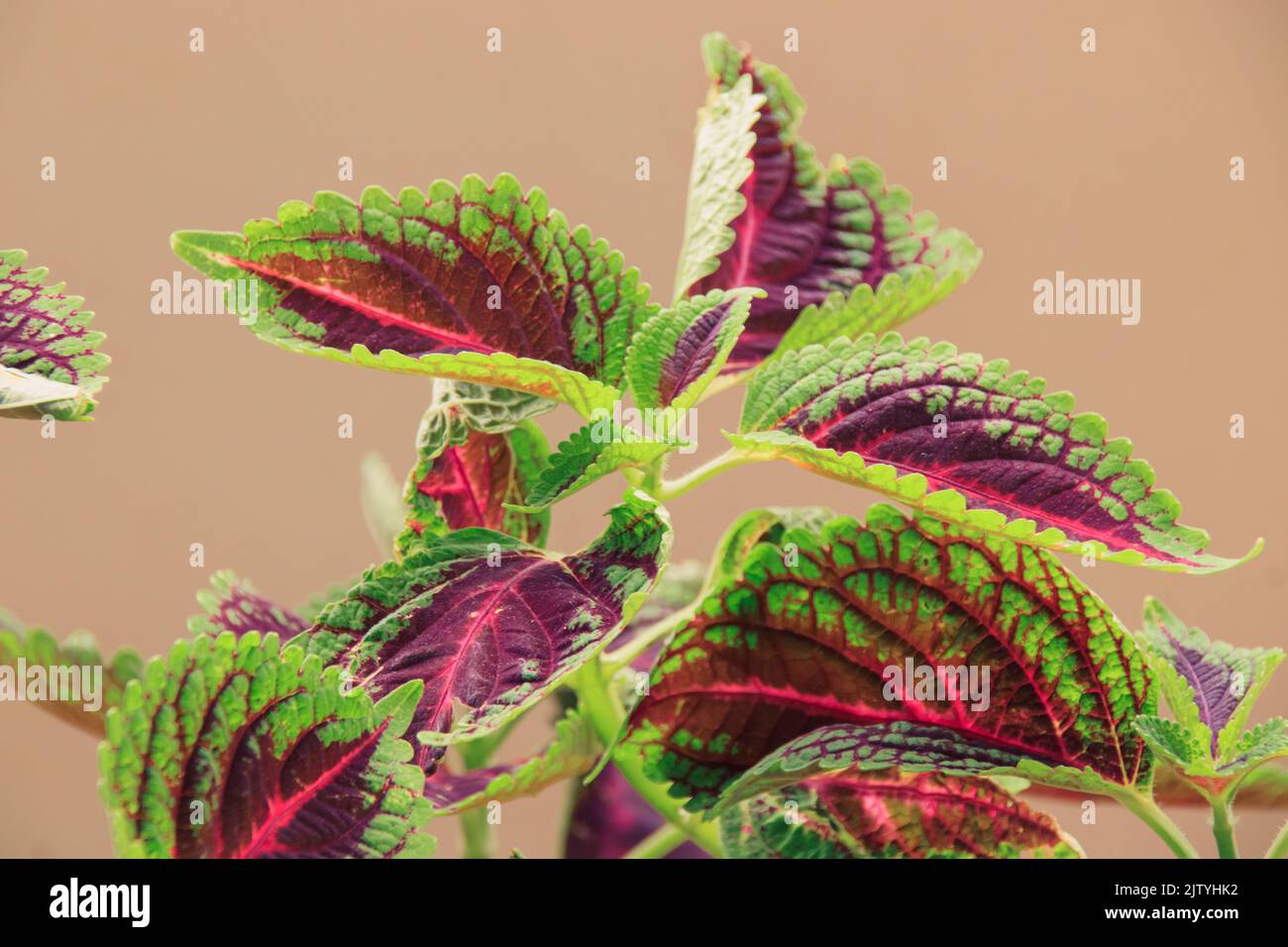 Close up of the vibrant colored leaves of Coleus plants, also known as Mayana and the painted nettle against white background Stock Photo