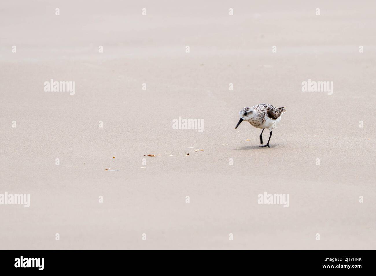 A wild bird on the sea shore Stock Photo