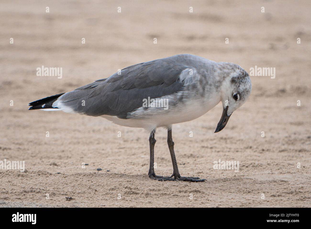 A bird on the beach in Texas Stock Photo