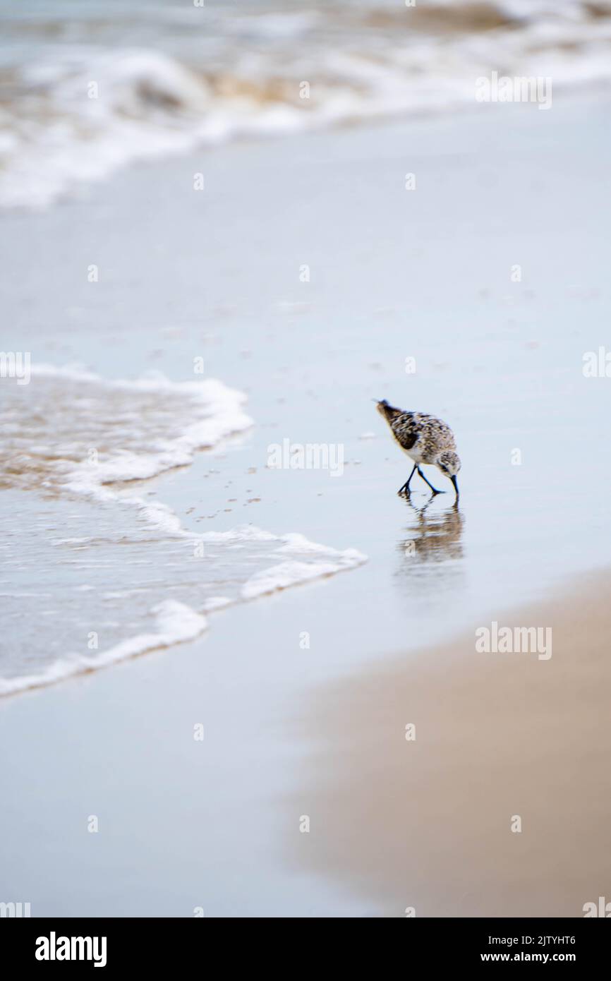 A bird on the beach in Texas Stock Photo