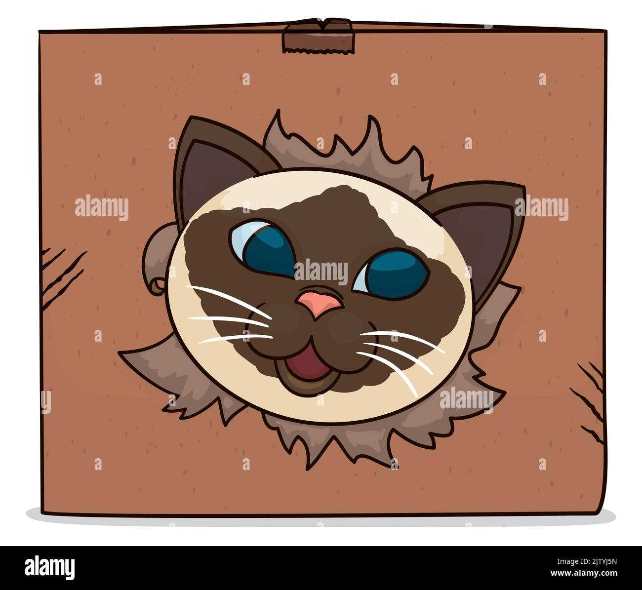 Funny and mischievous Siamese Wichien Maat or Thai cat going through with its head a scratched cardboard box. Stock Vector