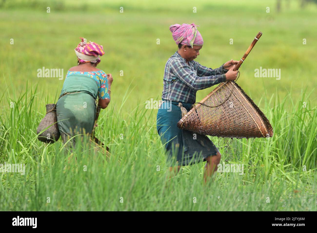 Nagaon. 2nd Sep, 2022. People catch fish in a partially dried-up wetland at a village in Nagaon district of India's northeastern state of Assam, Sept. 2, 2022. Credit: Str/Xinhua/Alamy Live News Stock Photo