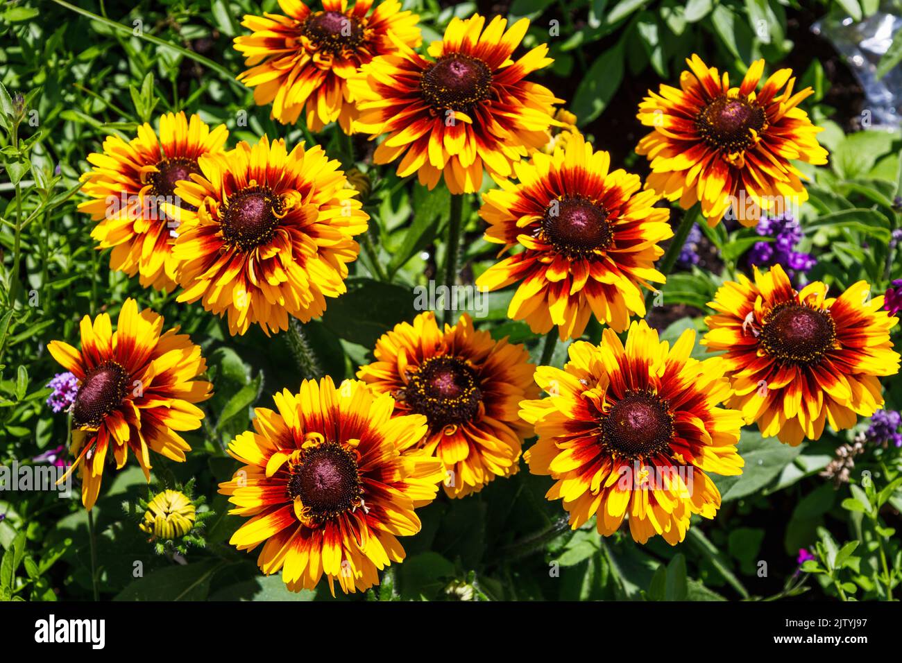 Rudbeckia Hirta, commonly called black eyed Susan bloom in the summer garden Stock Photo