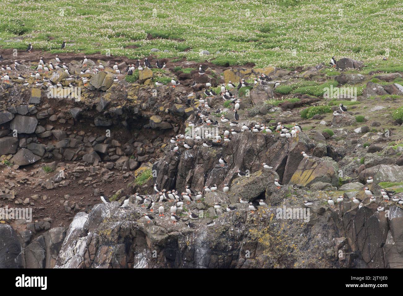 Puffins (Fratercula arctica), many resting on cliffs on the Isle of May, Firth of Forth, Scotland, UK Stock Photo