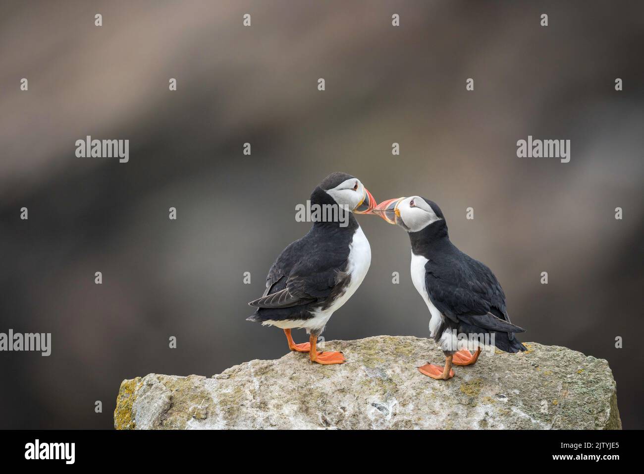 Puffin (Fratercula arctica), pair bonding, Great Saltee Island, Co. Wexford, Republic of Ireland Stock Photo