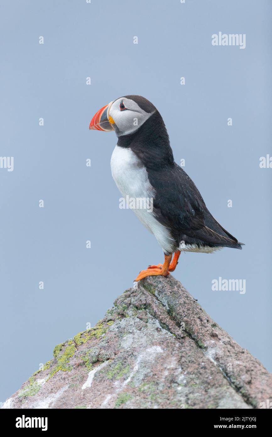 Puffin (Fratercula arctica), adult calling, Great saltee Island, Co. Wexford, Republic of Ireland Stock Photo