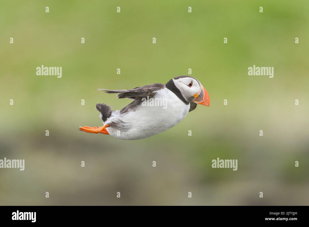Atlantic Puffin (Fratercula arctica) in flight, Isle of May, Firth of Forth, Scotland, UK Stock Photo
