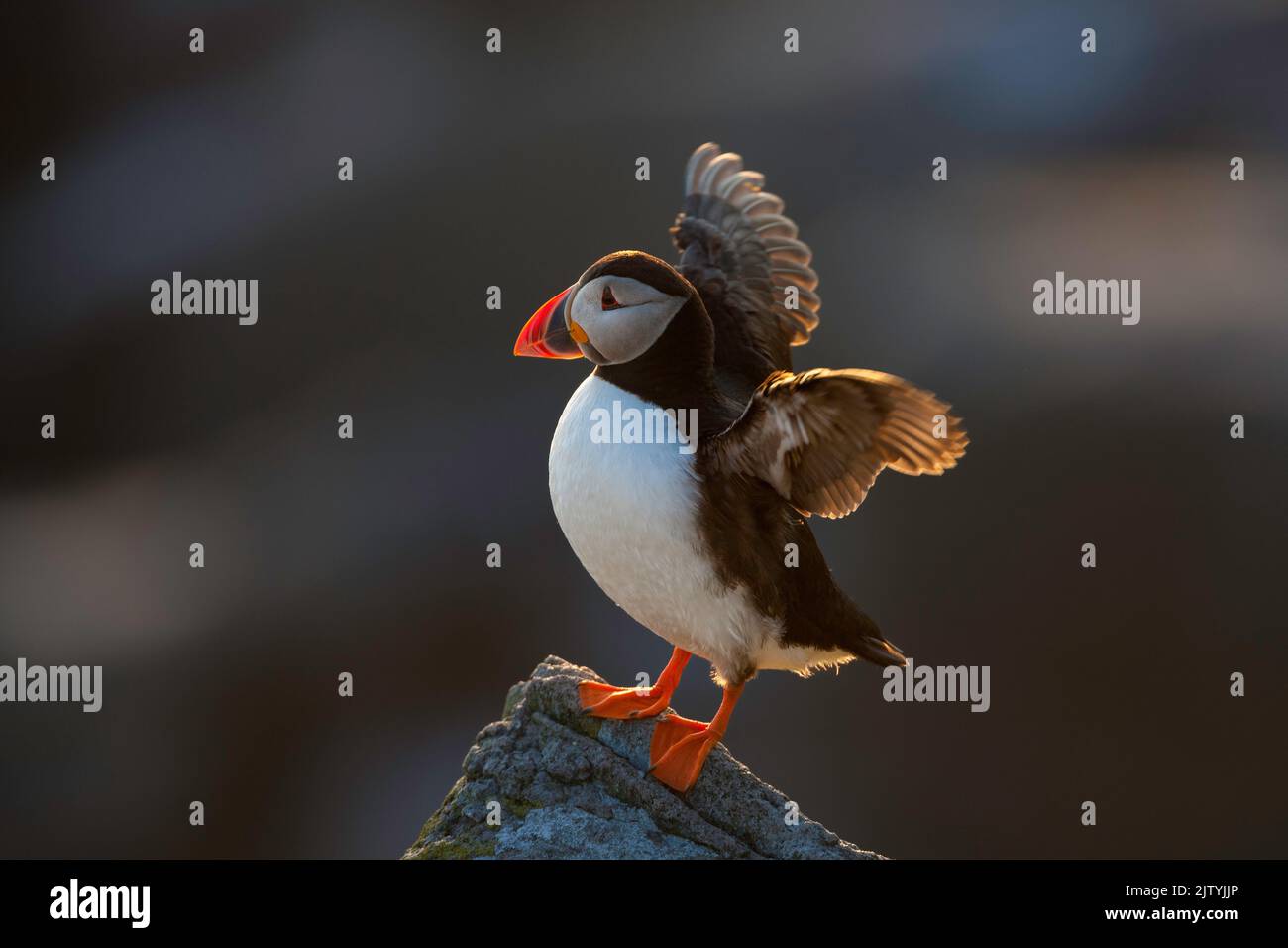 Puffin (Fratercula arctica) flapping wings, Isle of May, Firth of Forth, Scotland, UK Stock Photo