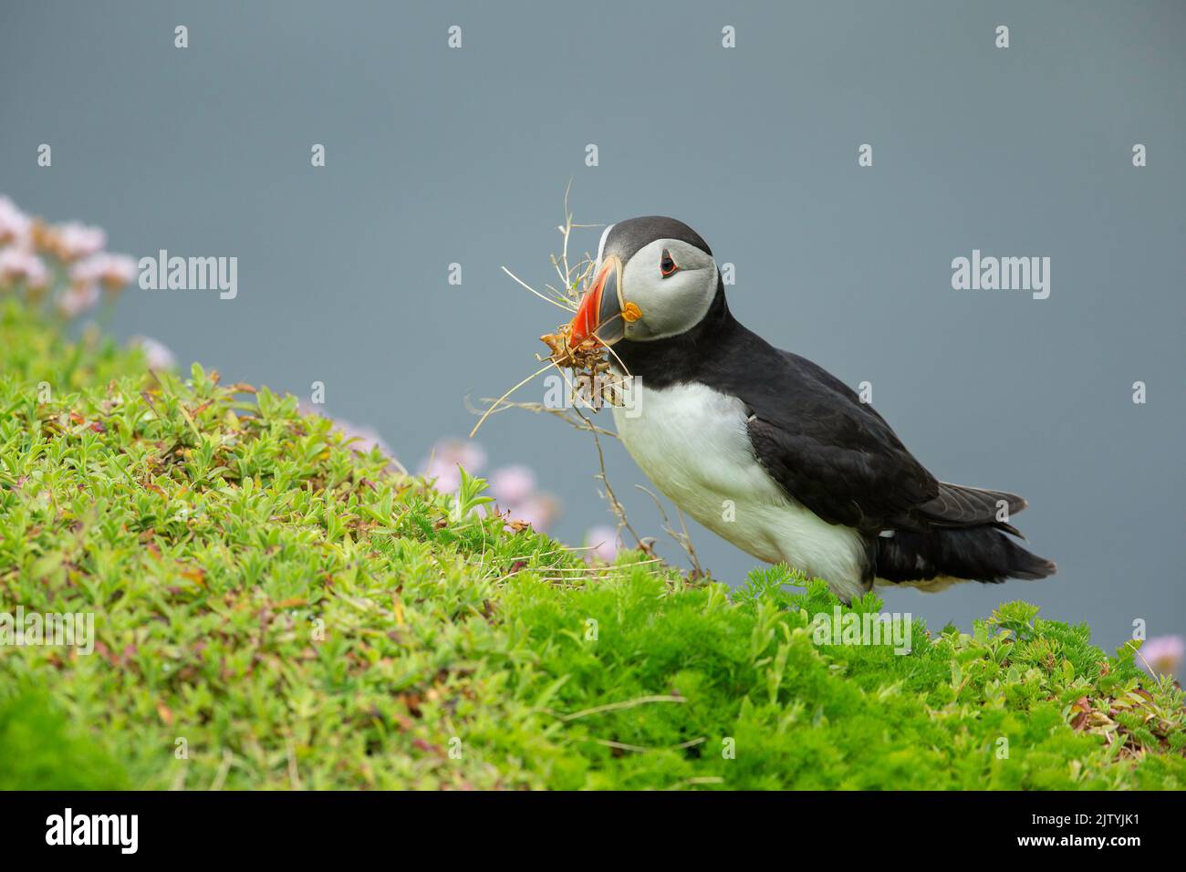 Puffin (Fratercula arctica) with nesting material, Great saltee Island, Co. Wexford, Republic of Ireland Stock Photo