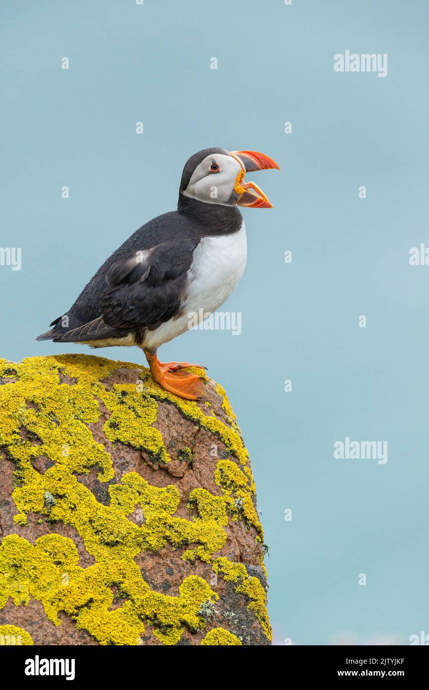 Puffin (Fratercula arctica) on lichen-covered rock, Great Saltee Island, Co. Wexford, Republic of Ireland Stock Photo